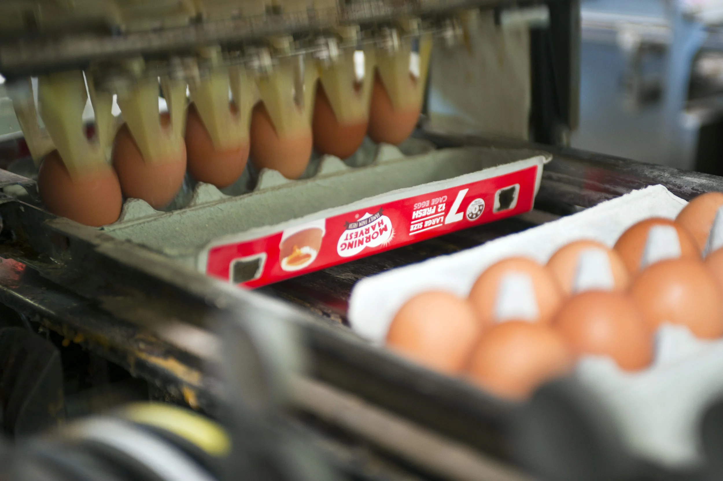 Factors affecting egg quality in the commercial laying hen 