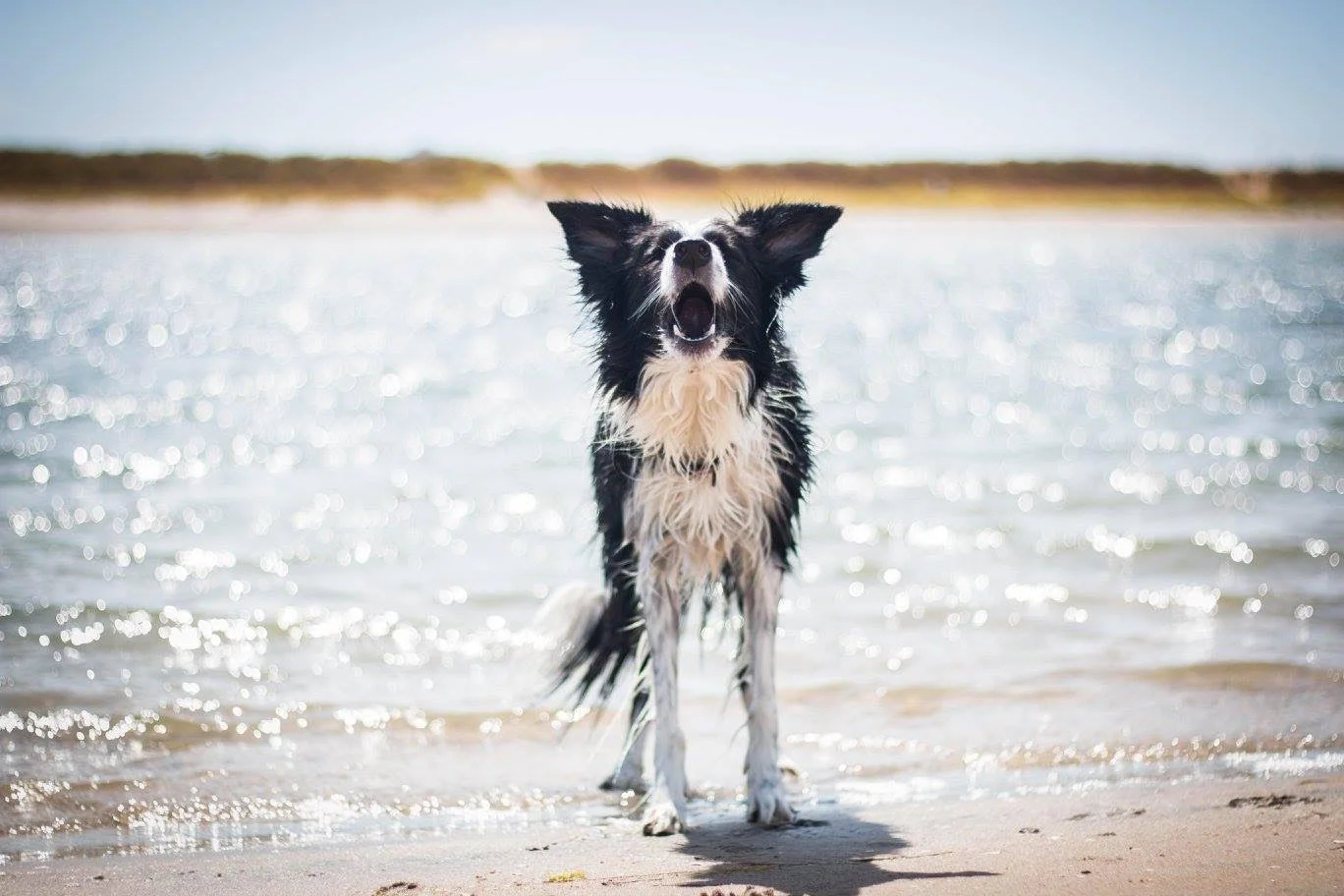 VIBE DOG TRAINING