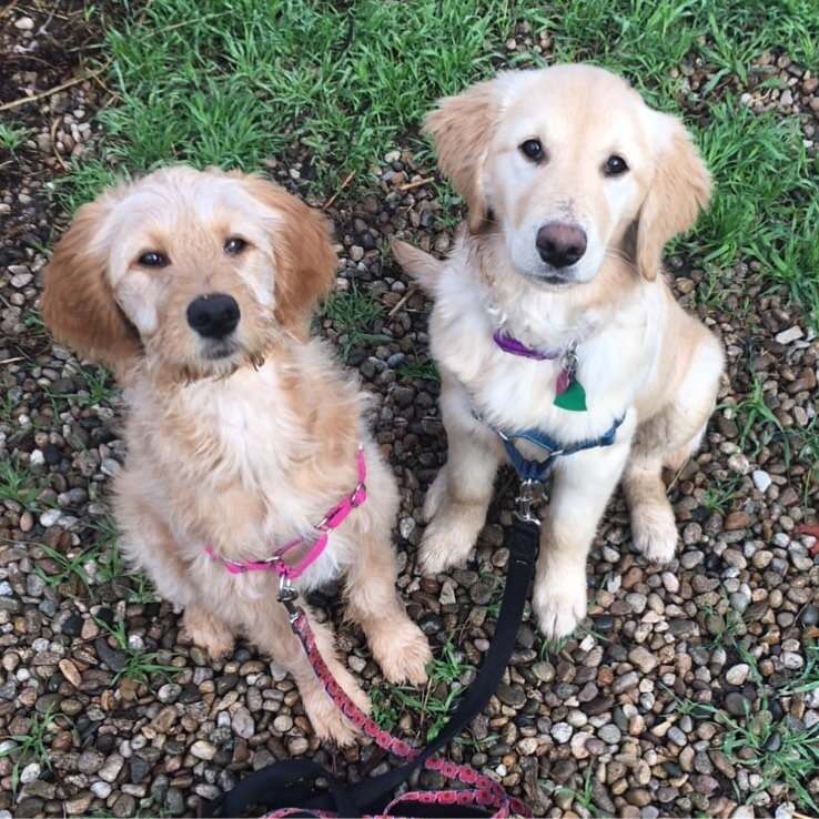 bipolar service dog training