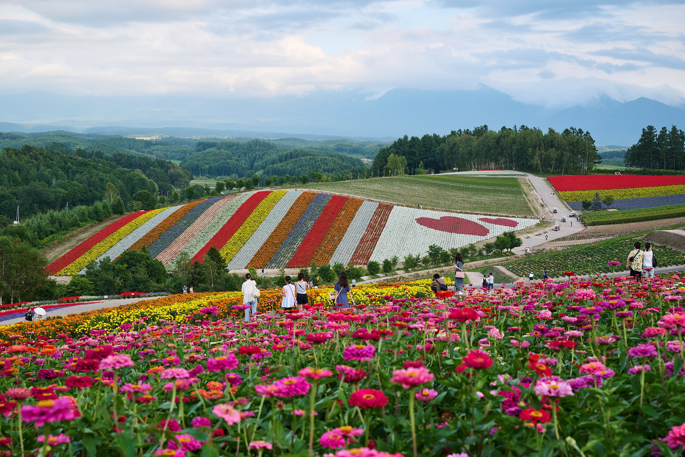 Shikisai-no-oka Flower Gardens