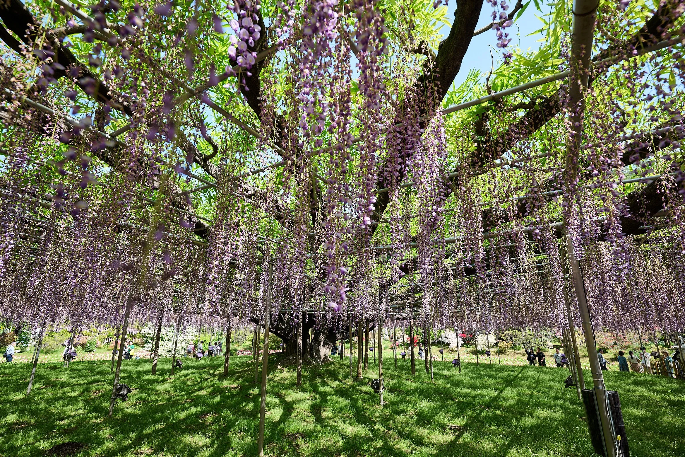 Wisteria at Ashikaga Flower Park