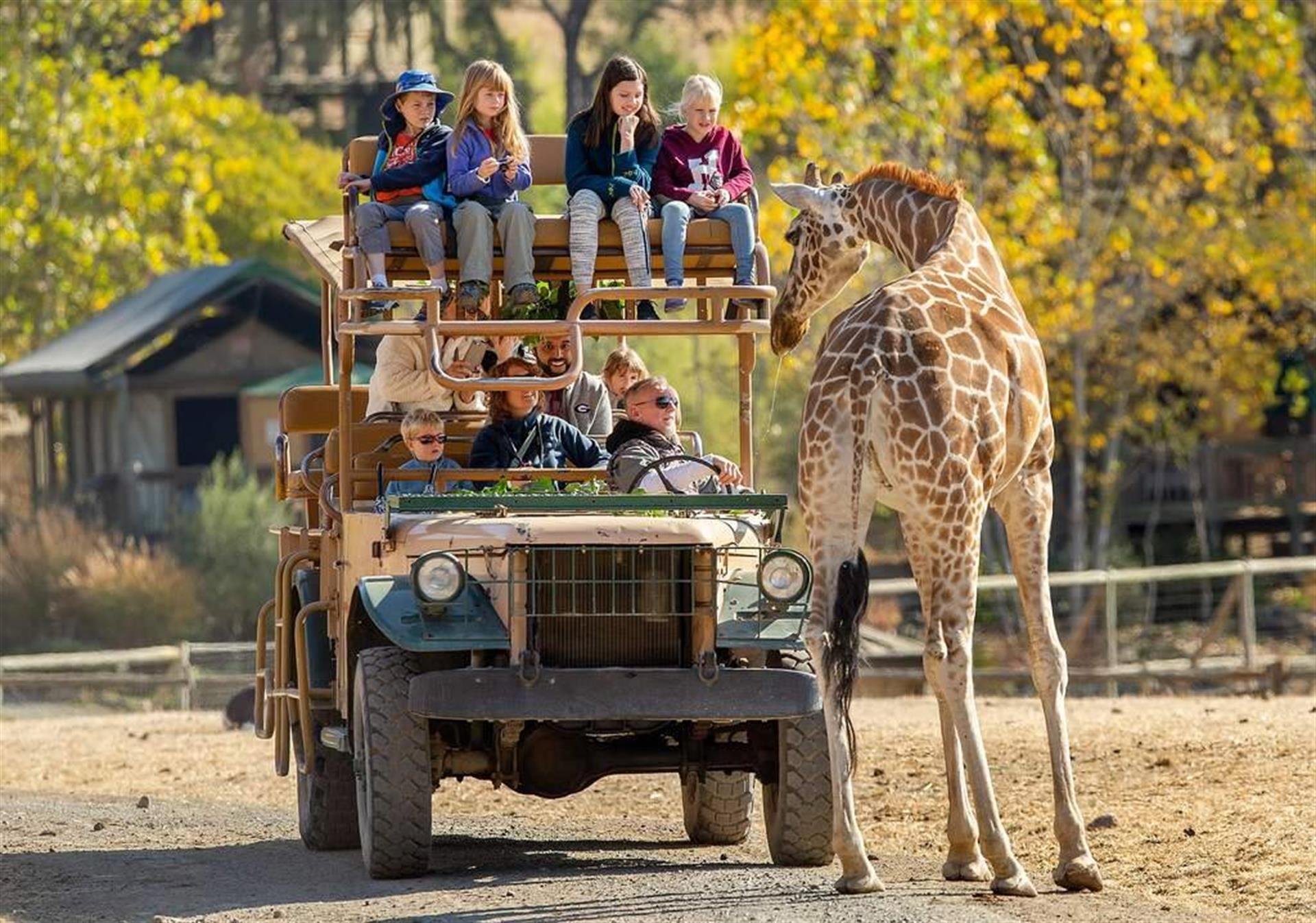 Wild Adventure at Safari West!