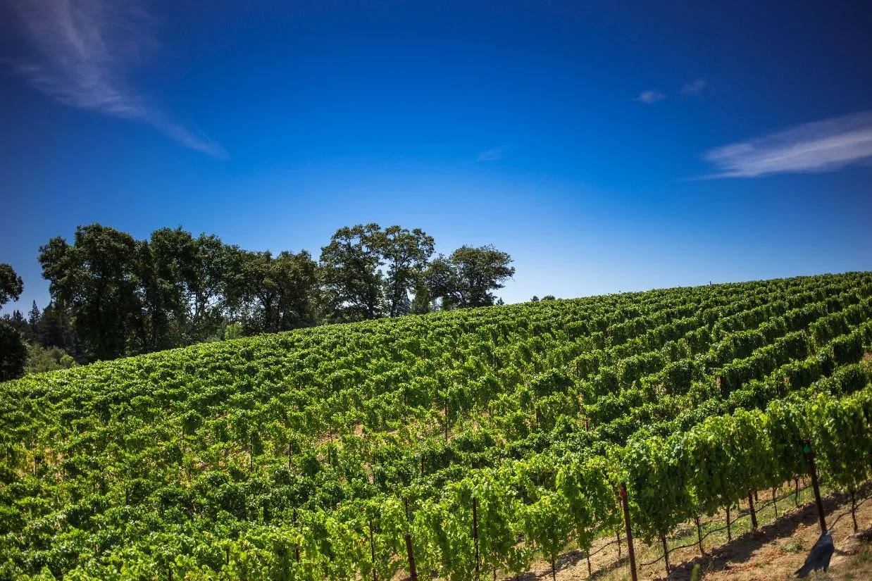 Untitled design (13).jpg