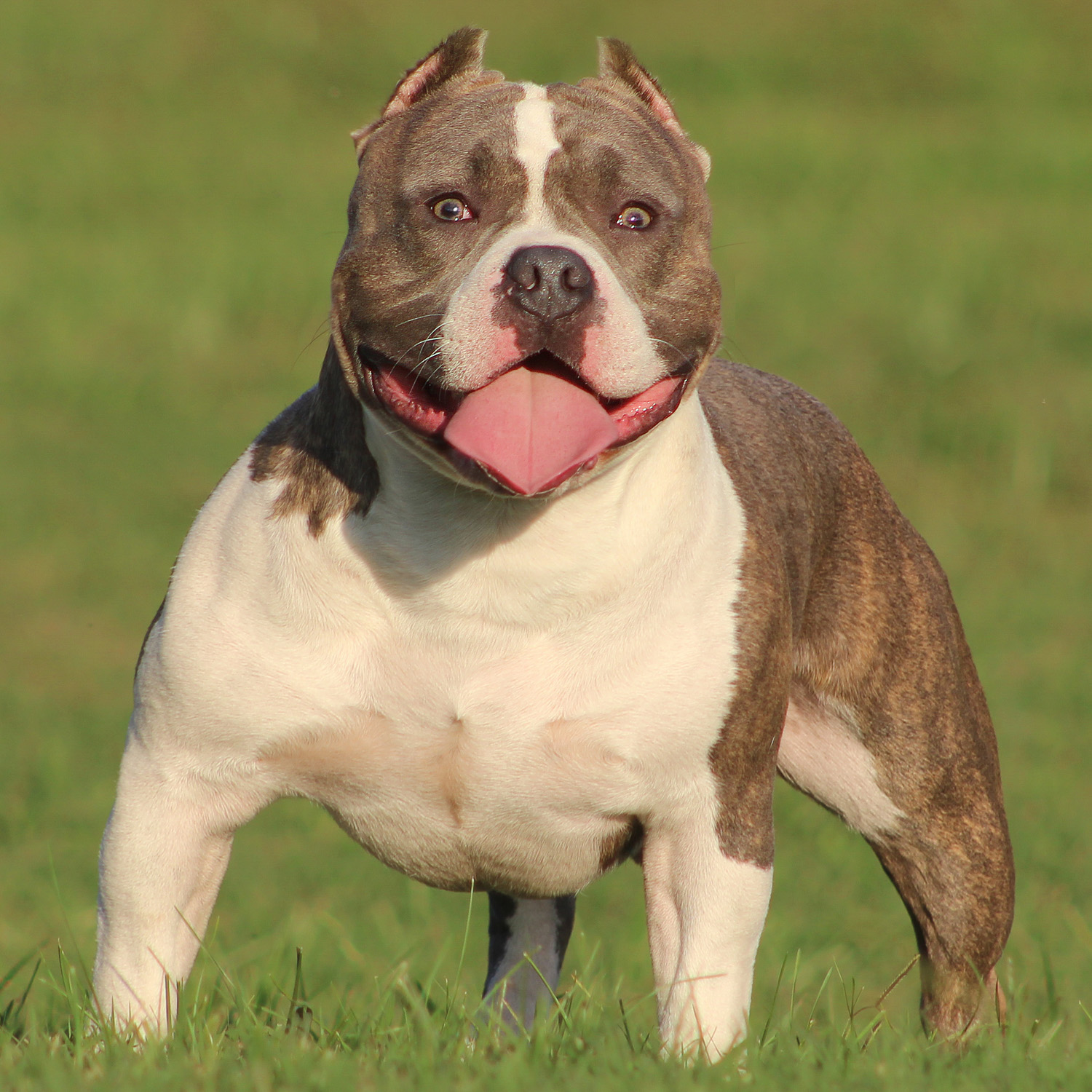 EBKC – European Bully Kennel Club – The Official Pedigree Dog Registry for  Bull Breeds Worldwide since 2008 — The Official Pedigree Registry for Dog  Breeds Worldwide since 2008