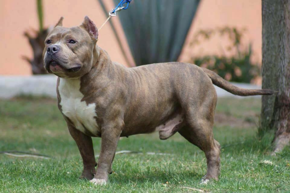 EBKC – European Bully Kennel Club – The Official Pedigree Dog Registry for  Bull Breeds Worldwide since 2008 — The Official Pedigree Registry for Dog  Breeds Worldwide since 2008