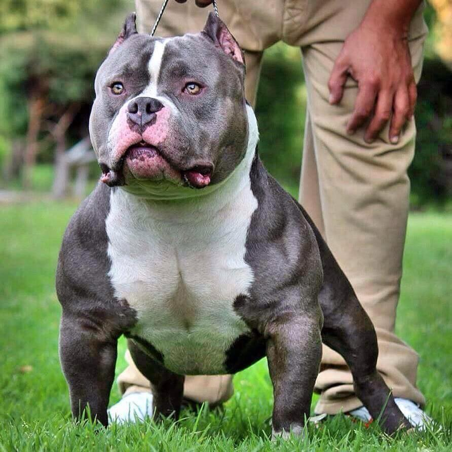 Champions — International Bully Kennel Club, INC.