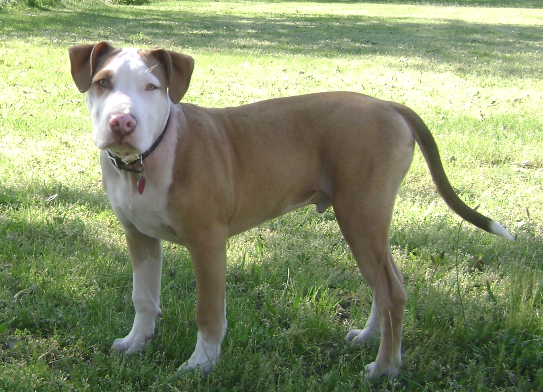 do pit bulls have long tails
