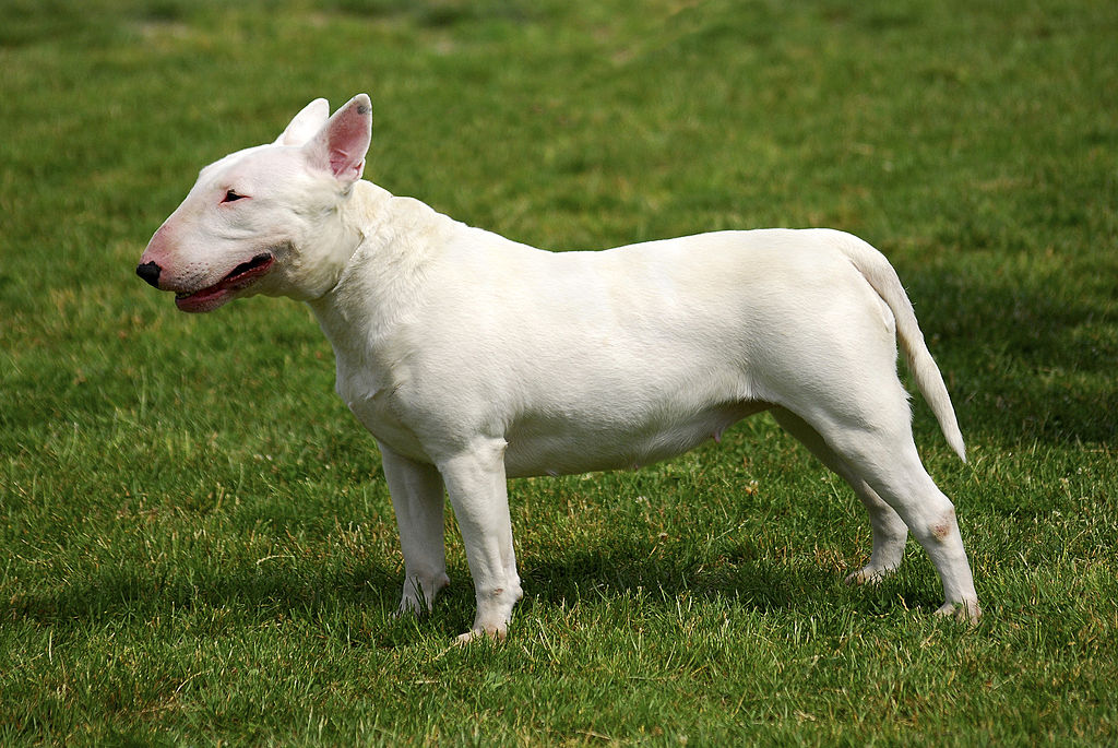 bak dwaas segment Bull Terrier Standard — International Bully Kennel Club, INC.