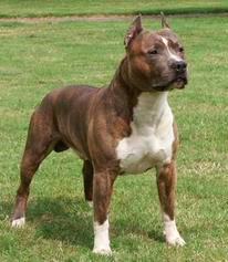 American Staffordshire International Bully Kennel Club,