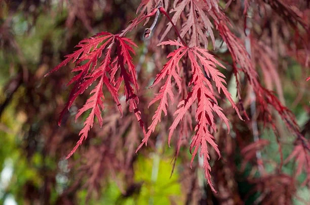 Acer Palmatum Inaba Shidare