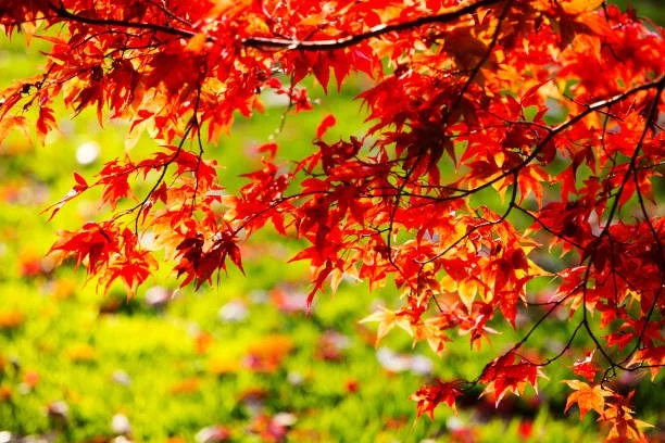 Japanese Maple Acer Palmatum Aldgate Tree Farm