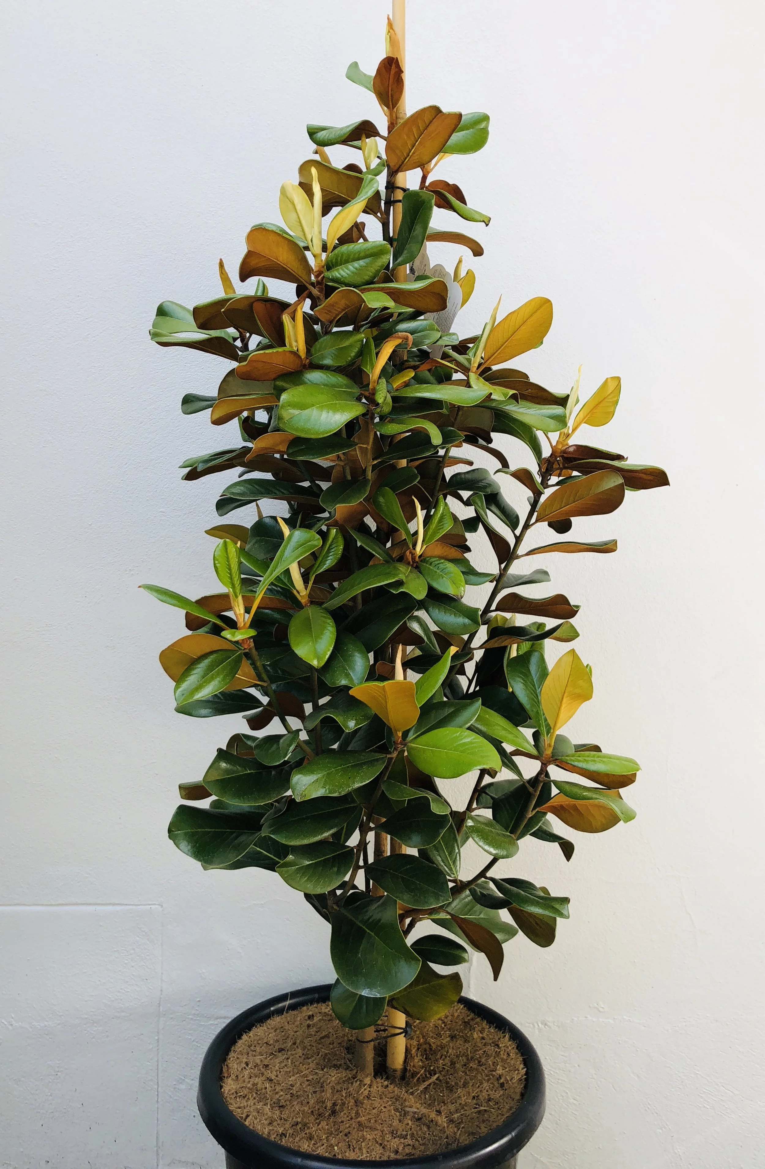 Magnolia grandiflora Teddy Bear — Aldgate Tree Farm