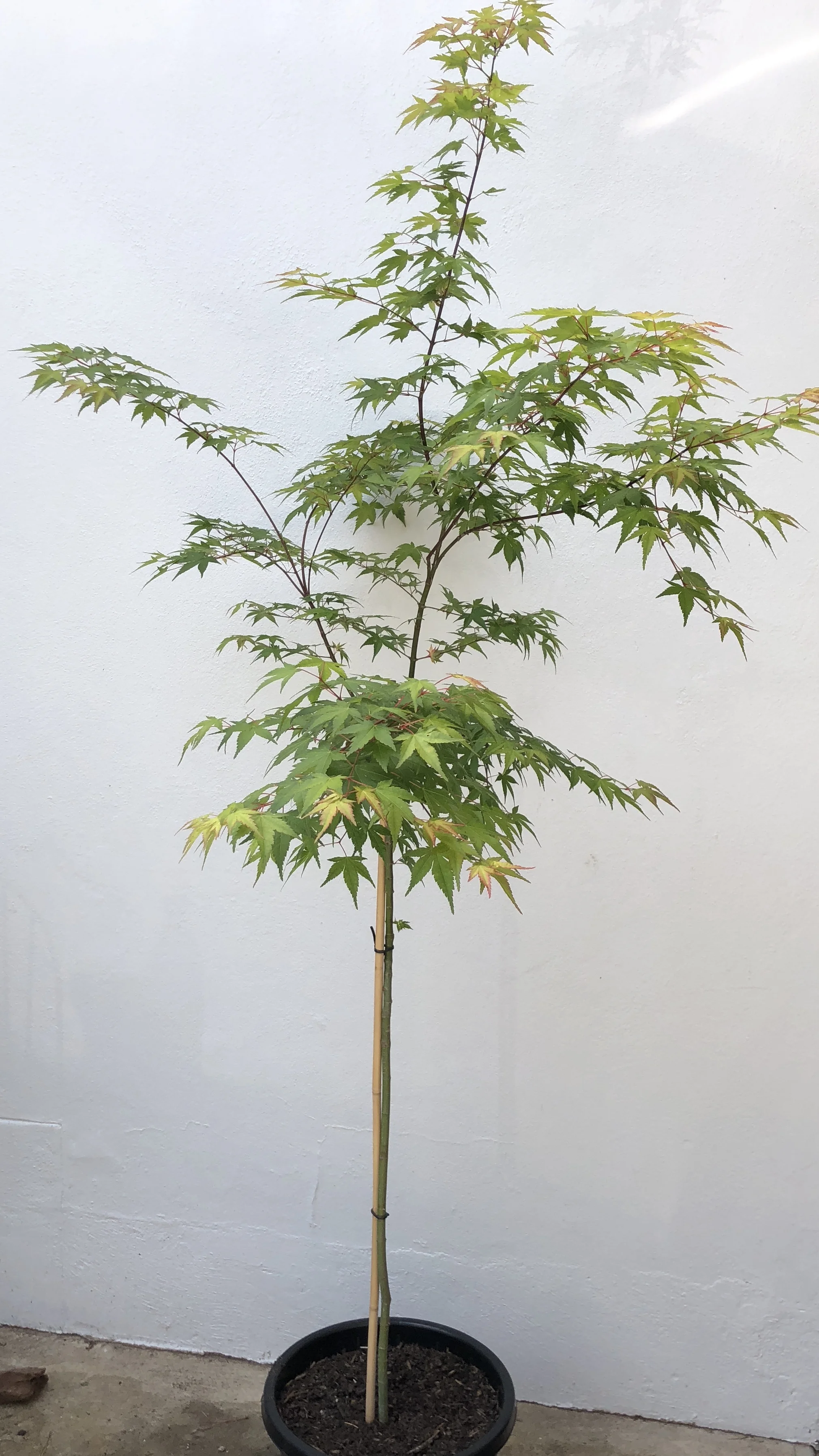 CC2D2C55-4DED-4D69-9D18-E95A1E0045BC