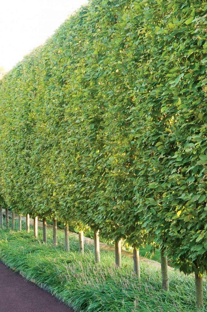 Carpinus Betulus - Hornbeam