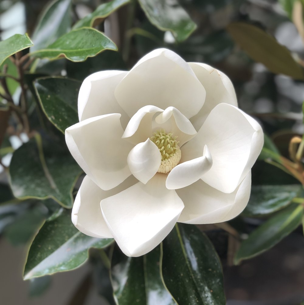 magnolia grandiflora little gem — aldgate tree farm