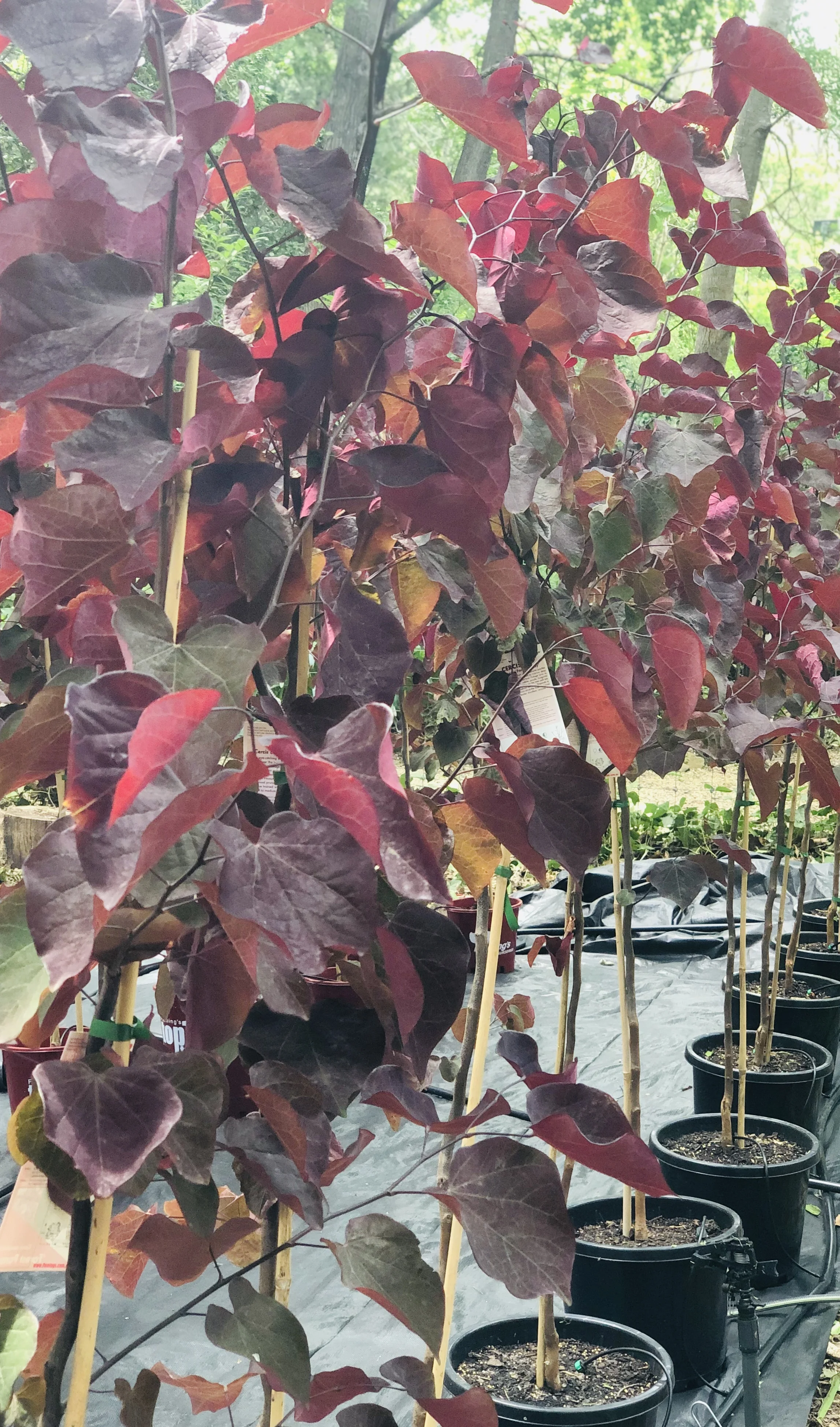 10134E99-509B-4F11-BB19-A66787C0720E