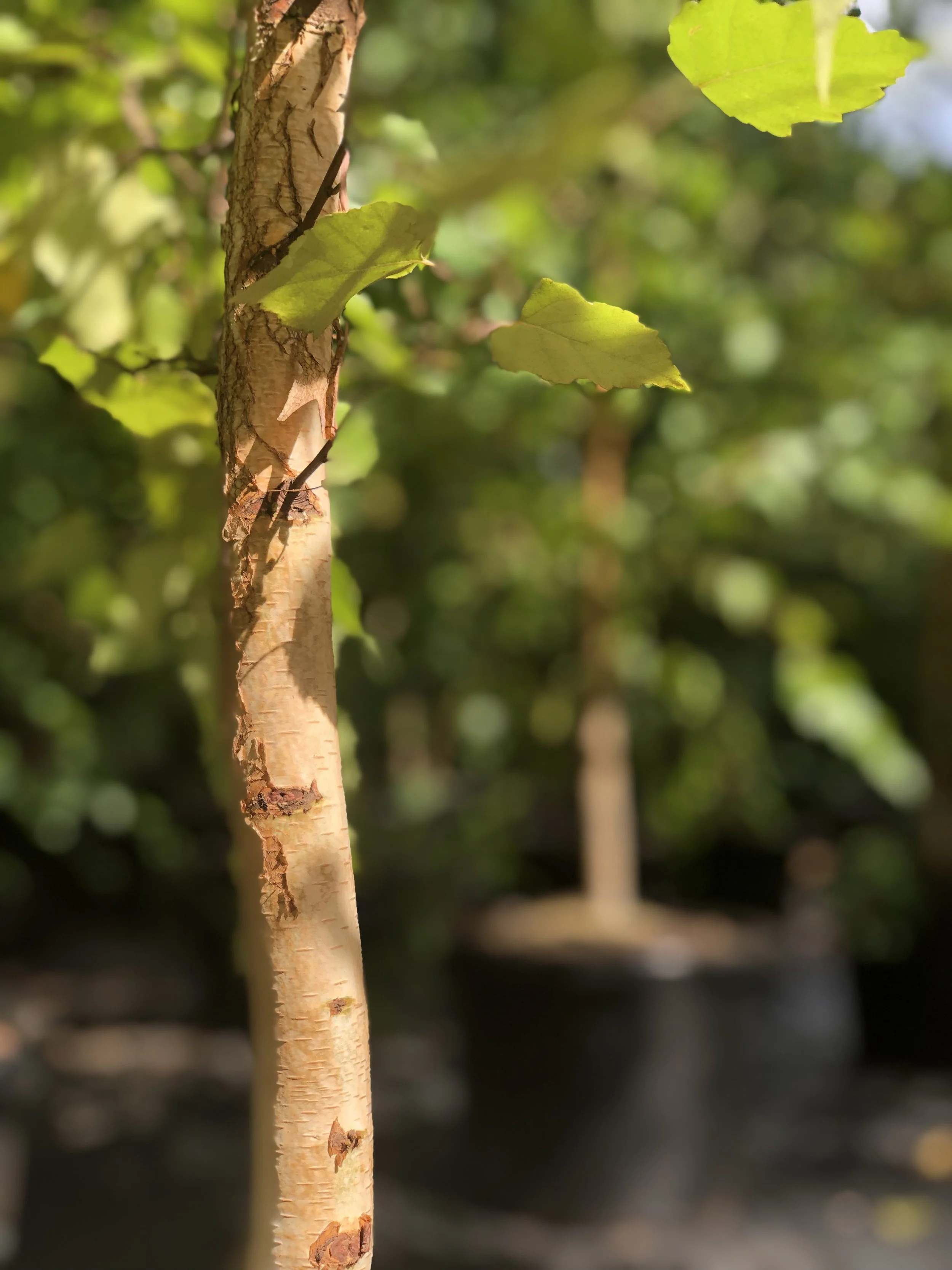 70E27F08-7B8F-4892-9636-7B7812FC5130