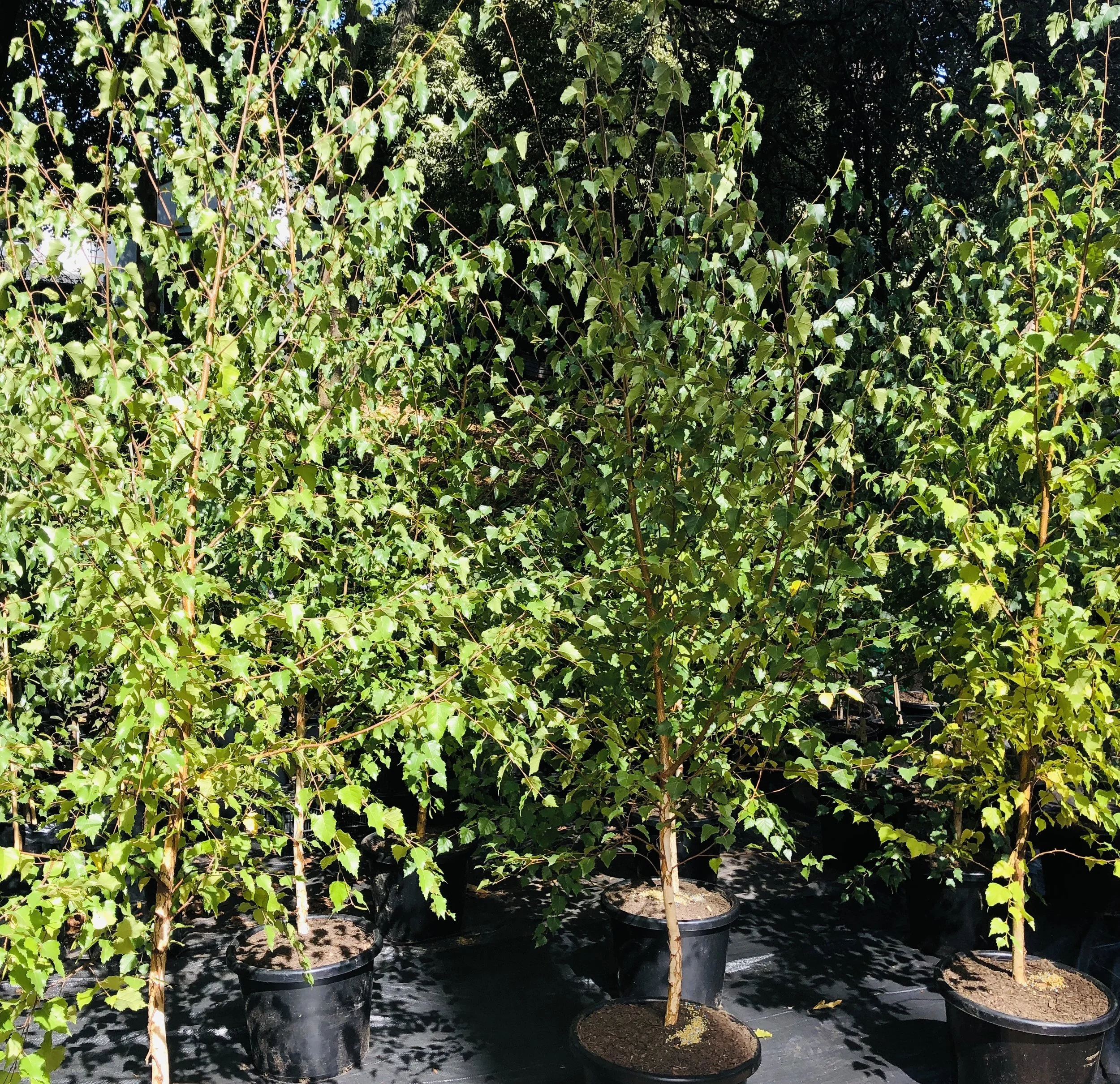 20B6E60C-6794-428F-8978-4341514177DC