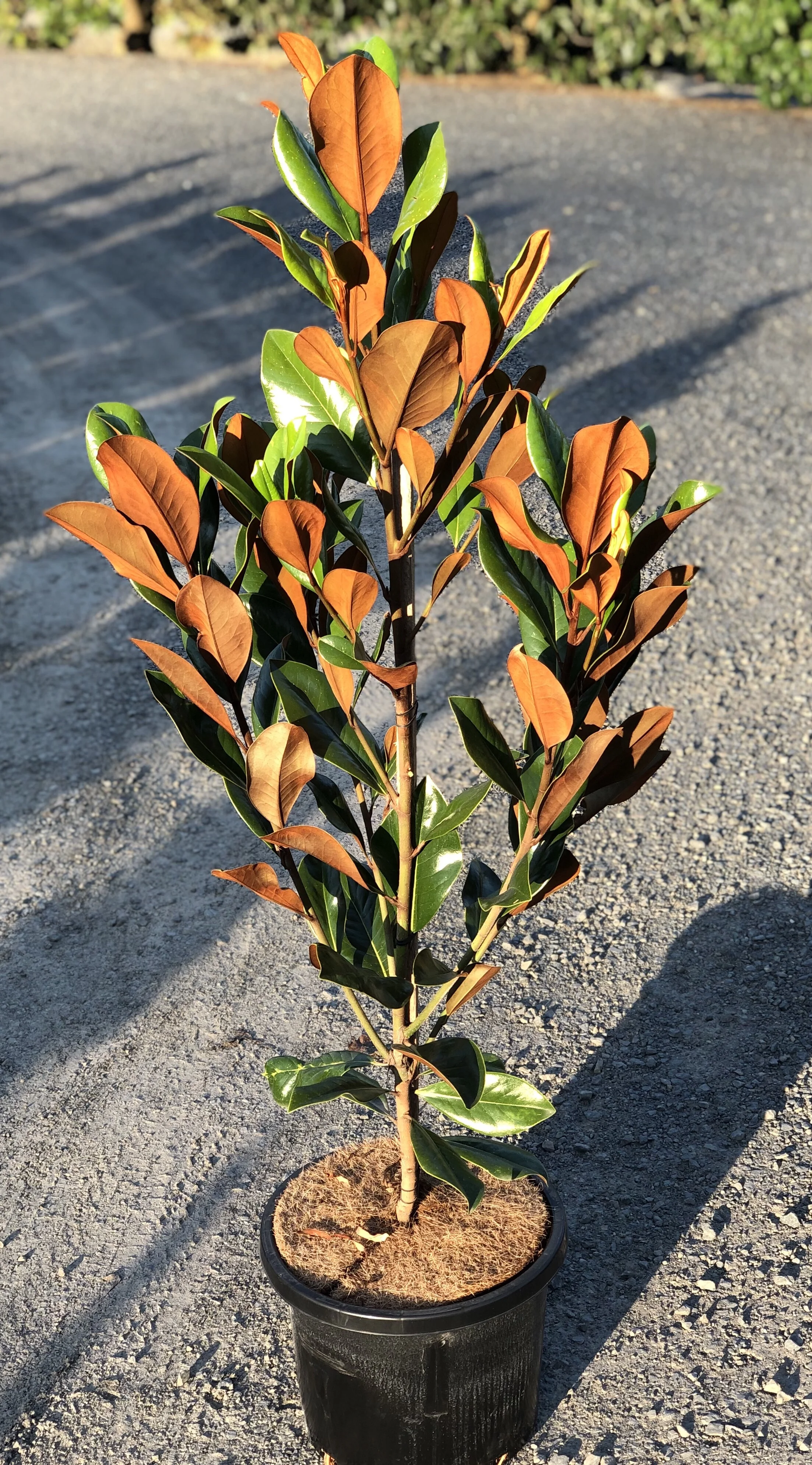 62A29371-9E1F-414B-A707-2DA92C306961