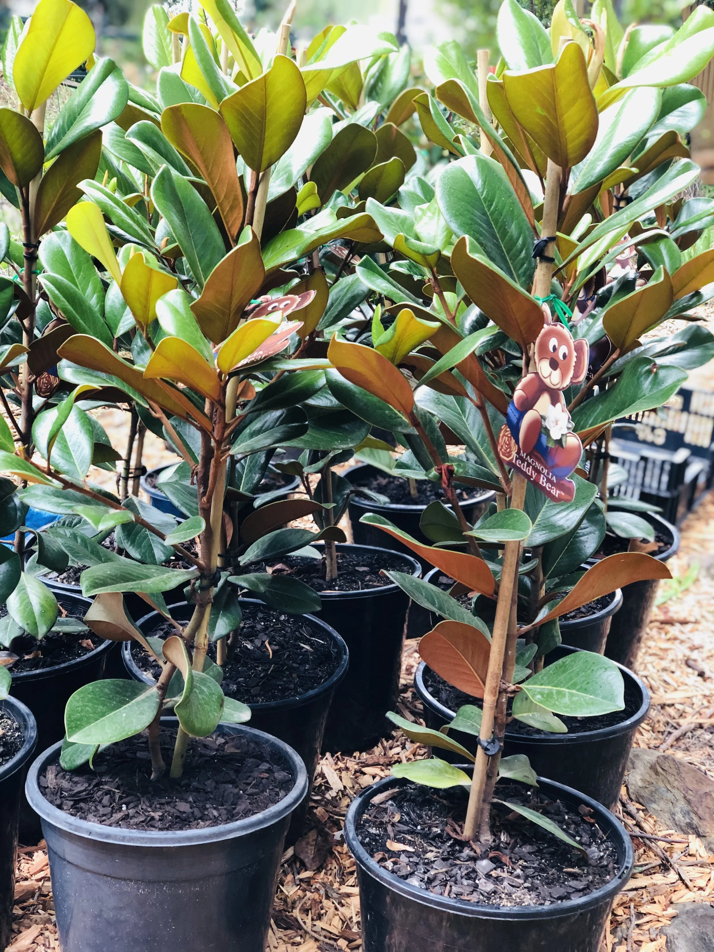 3BCEF3A4-20B9-4150-9E77-E407A8769755