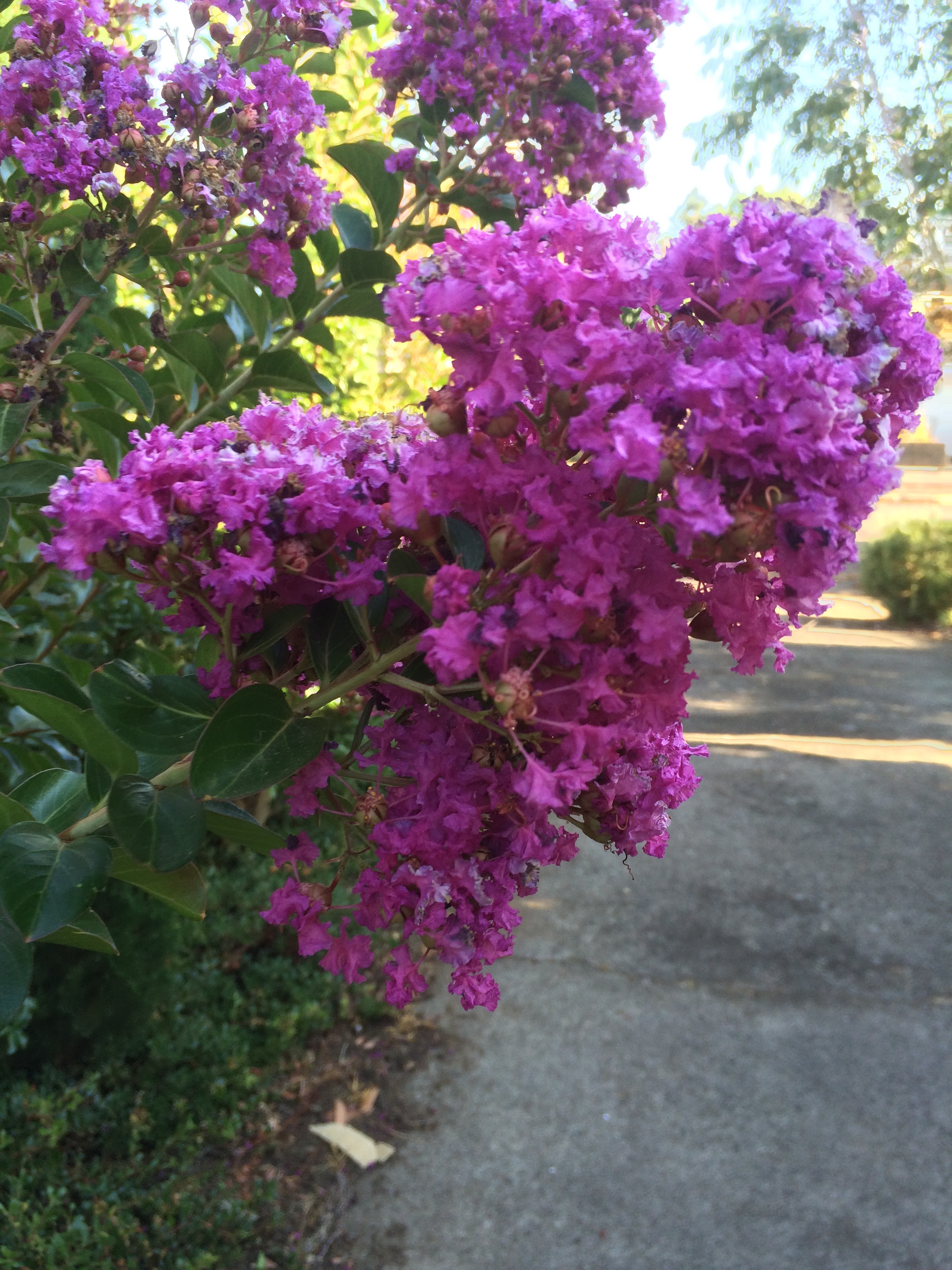 Crepe Myrtle Zuni - Lagerstroemia — Aldgate Tree Farm