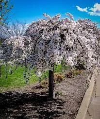 Weeping Cherry - Prunus 'Snofozam' Snow Fountains [Standard]