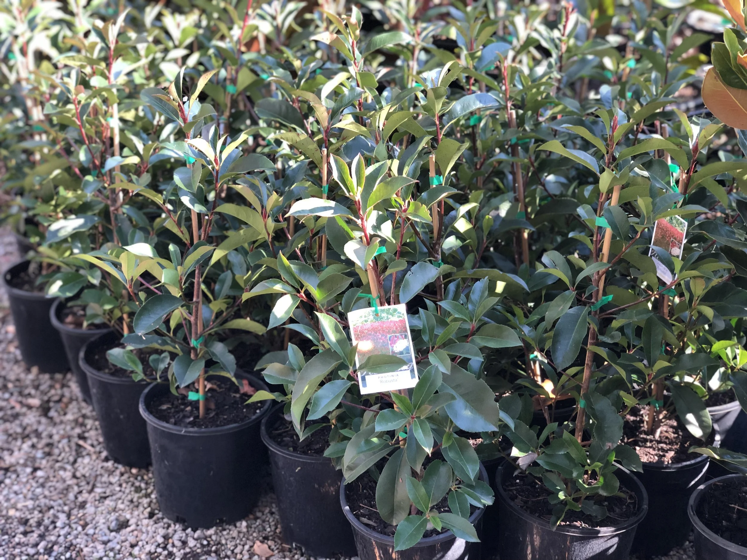 3A806C59-BA1C-45EC-80C8-A9046BF131FF