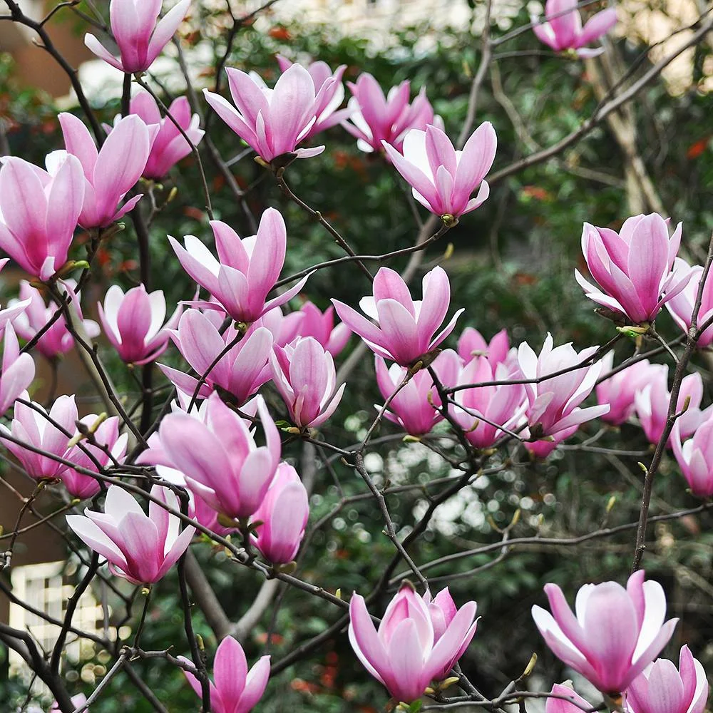 Magnolia denudata Yulan Magnolia — Aldgate Tree Farm