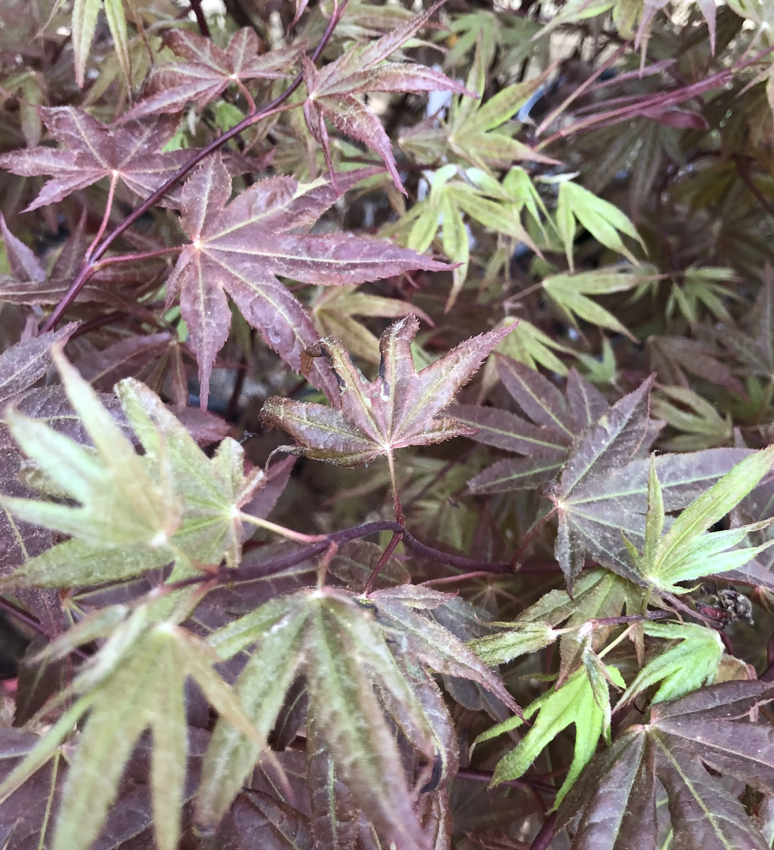 2B4120D3-6D1F-4718-A4EA-1D9113EC79BC