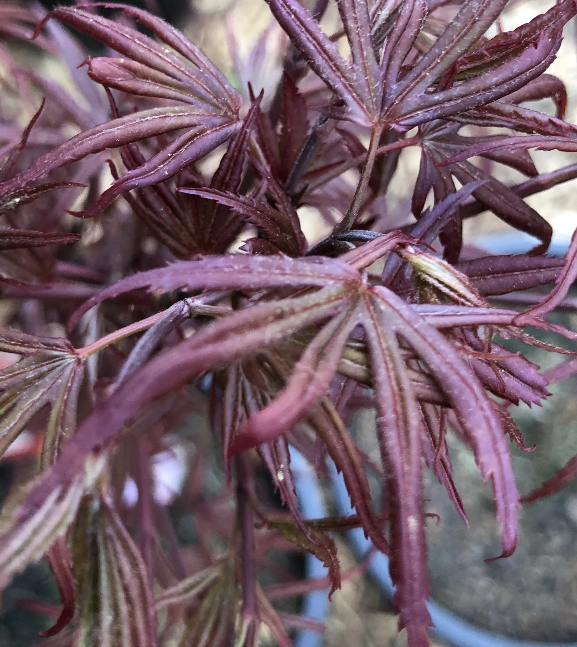 87A4042B-5597-4ED9-9A5E-1AB28D776B01