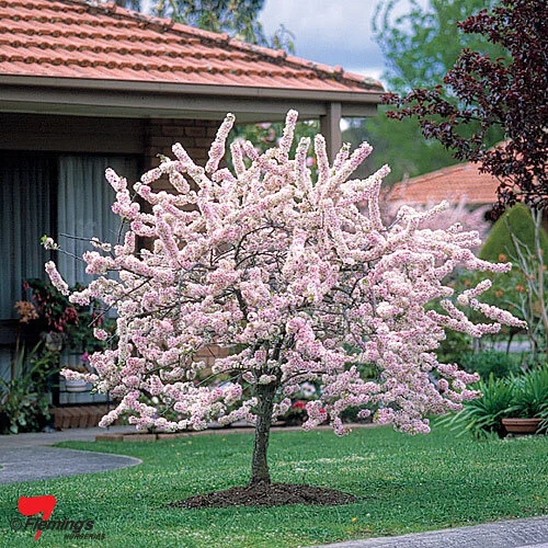 prunus_elvins.jpg