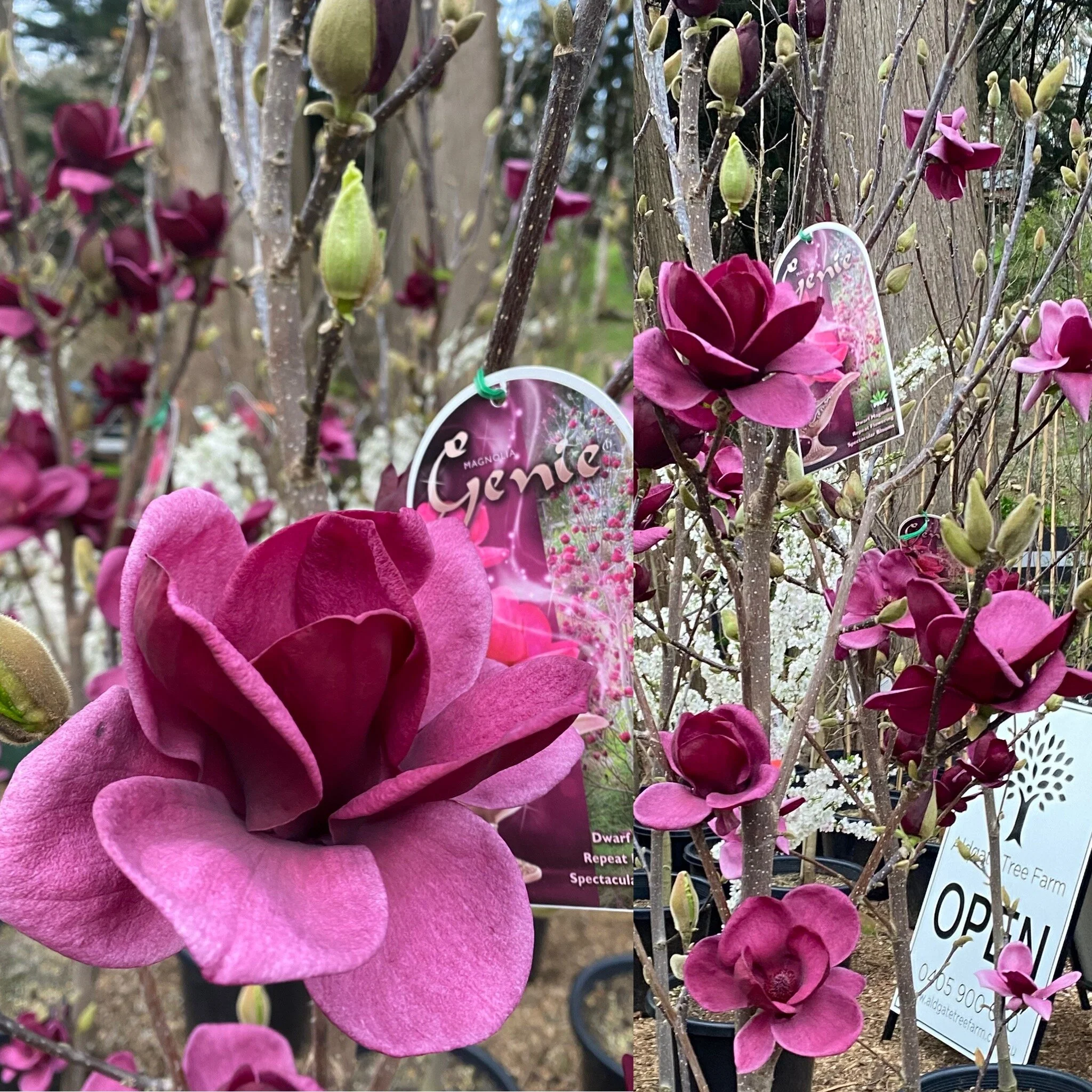 A8A049BA-903C-4283-877C-242061FA439A