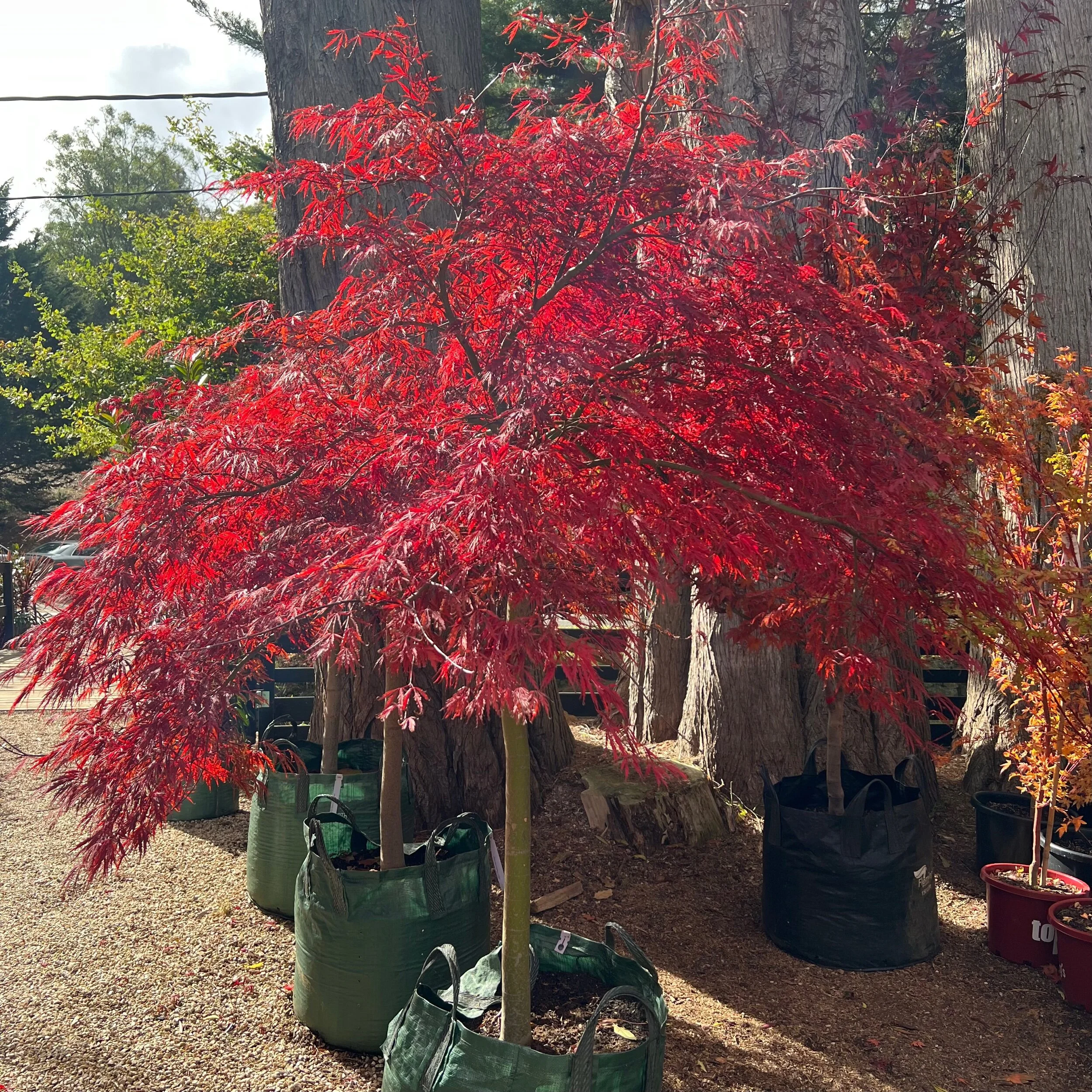 6889A47A-90E4-4995-ACB5-E0D76F9FD4F5