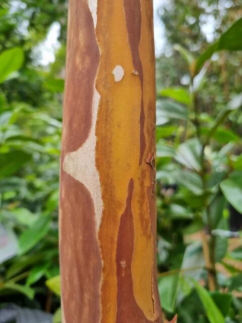 11DE2001-7674-45F9-AAF3-BA848E22AFAA