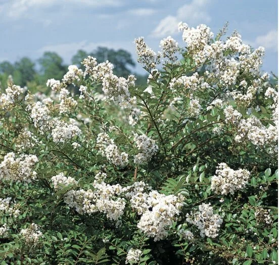 CD339737-374A-44DE-922C-6CB4A08A016E