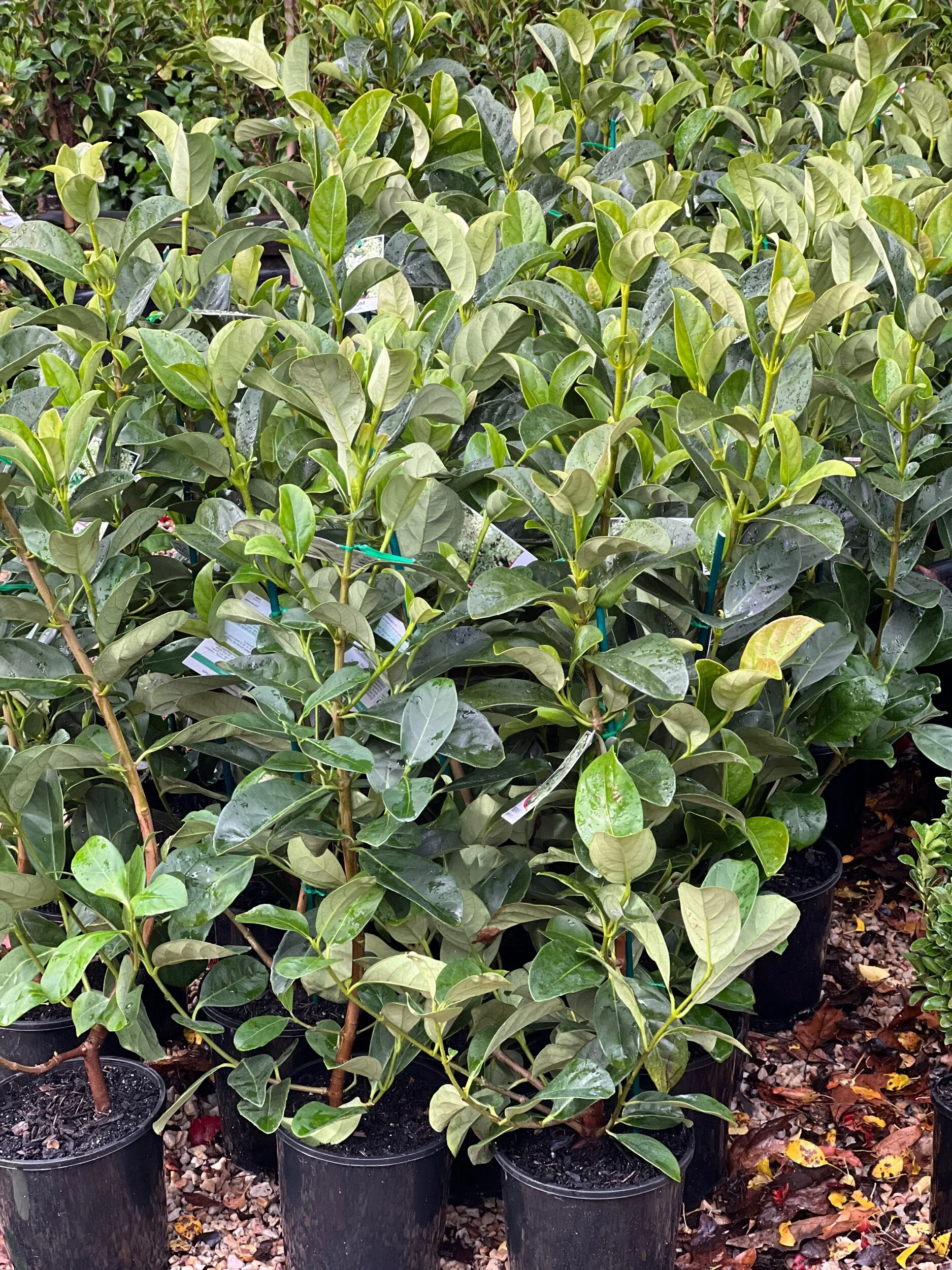 503822FA-D0FC-4896-BA05-DC1D0BA393B1