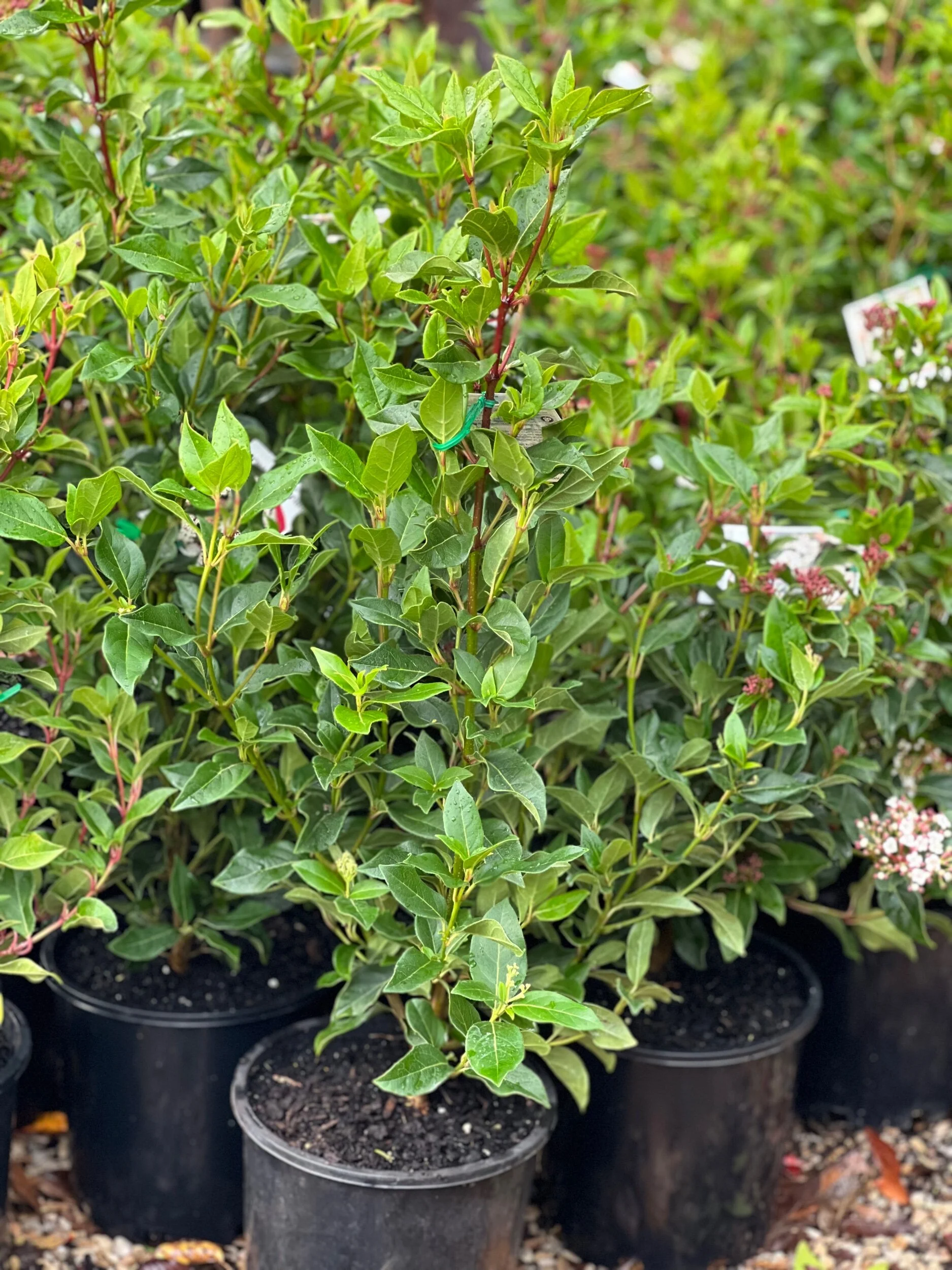 8FC802E4-9DAE-4EE1-8875-9280FB85F790