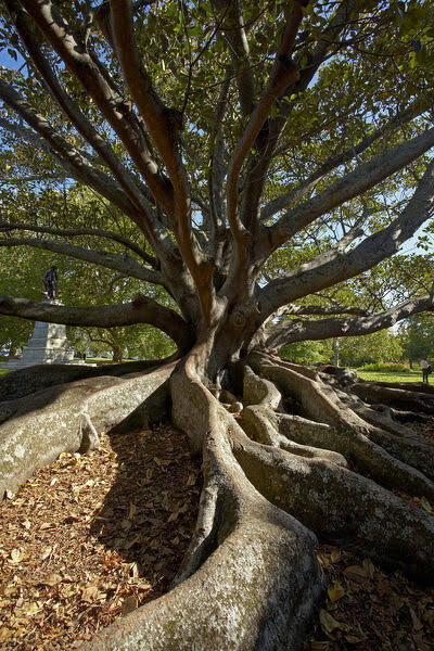 Moreton Bay - Ficus Macrophylla — Aldgate Tree Farm