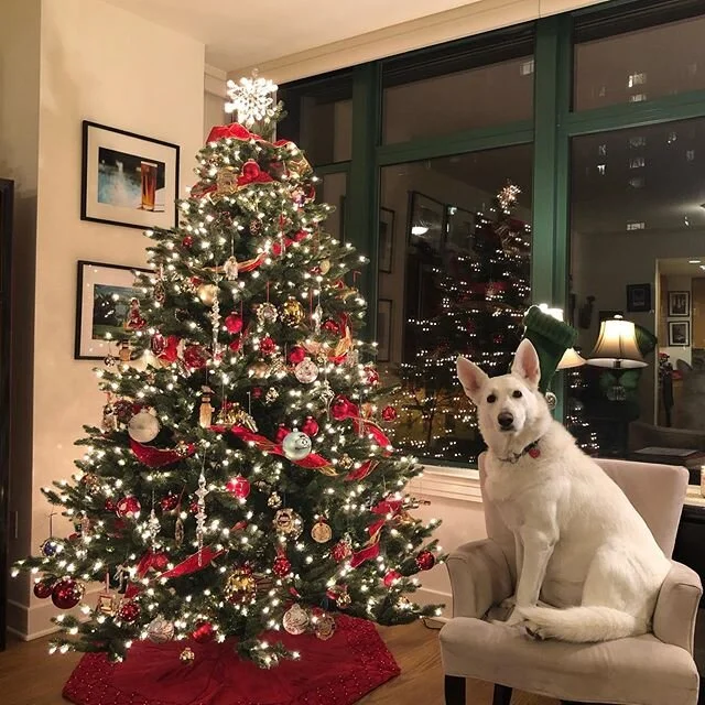 This is the official Christmas portrait of HRH Queen Prudence Angelica I. She is ready for Christmas season and she expects lots of toys in 25 days. #ChristmasSeason #GodBlessTheQueen #HRH