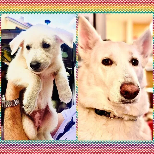 Happy Birthday to Queen Prudence Angelica I! She had tons of treats, two long walks, and now she is going to have a lazy evening in Quarantina. She brings so much joy to our life and we cannot imagine a life without white royal hair in our apartment 