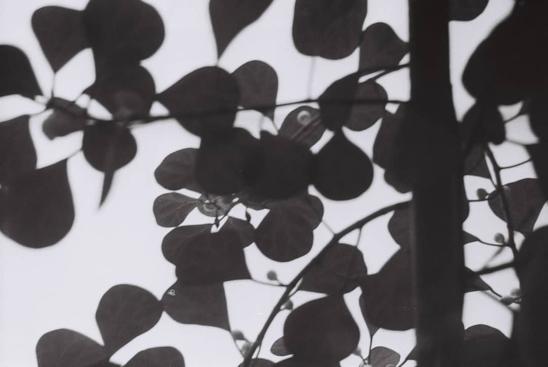 atom leaves.jpg