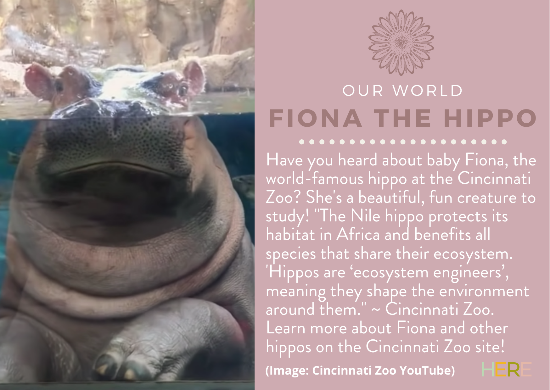 Fiona The Hippo Mindful Activity.png
