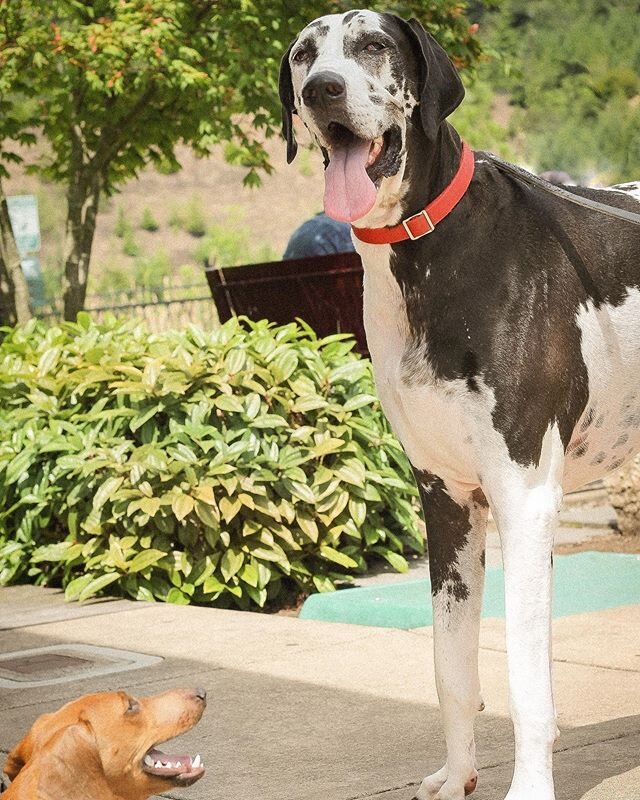 Bring your pups, both big and small to our patios! Relax outside and get a Puppicino on us 🐶