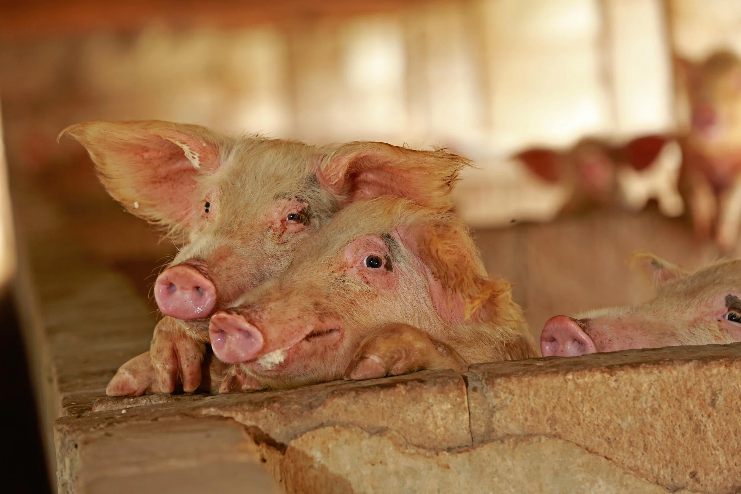 DB_Export promotion (2).jpg