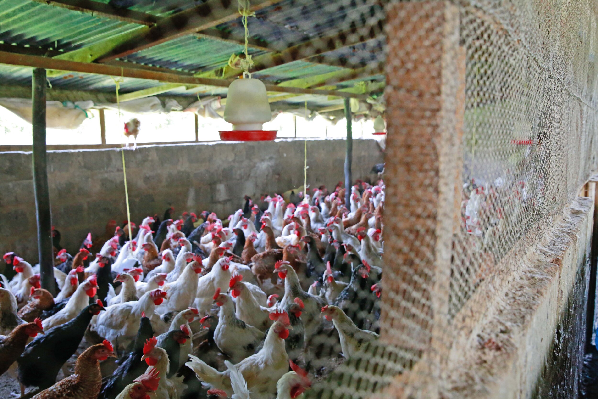 DB_Export promotion (1).jpg