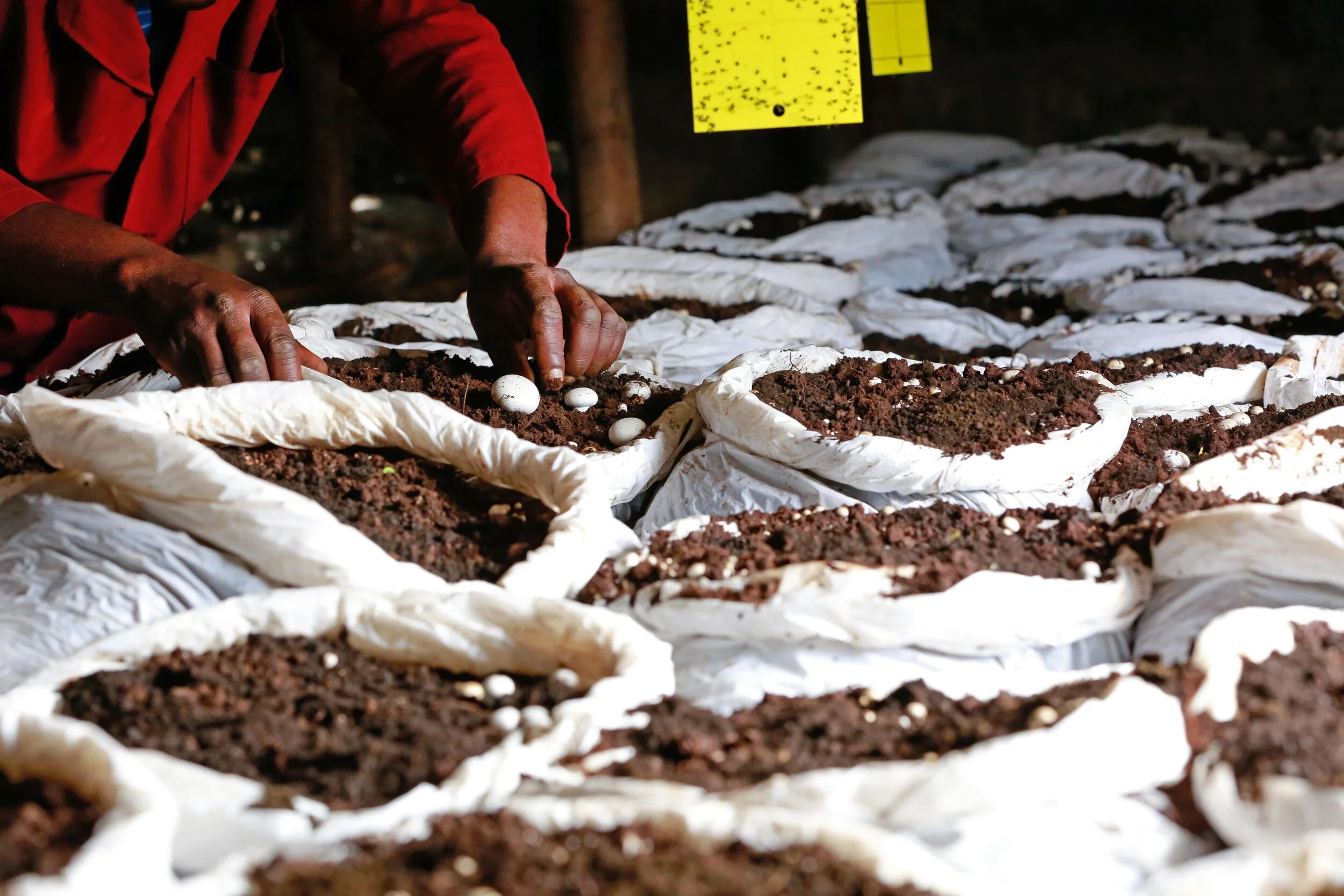 DB_Export promotion (4).jpg