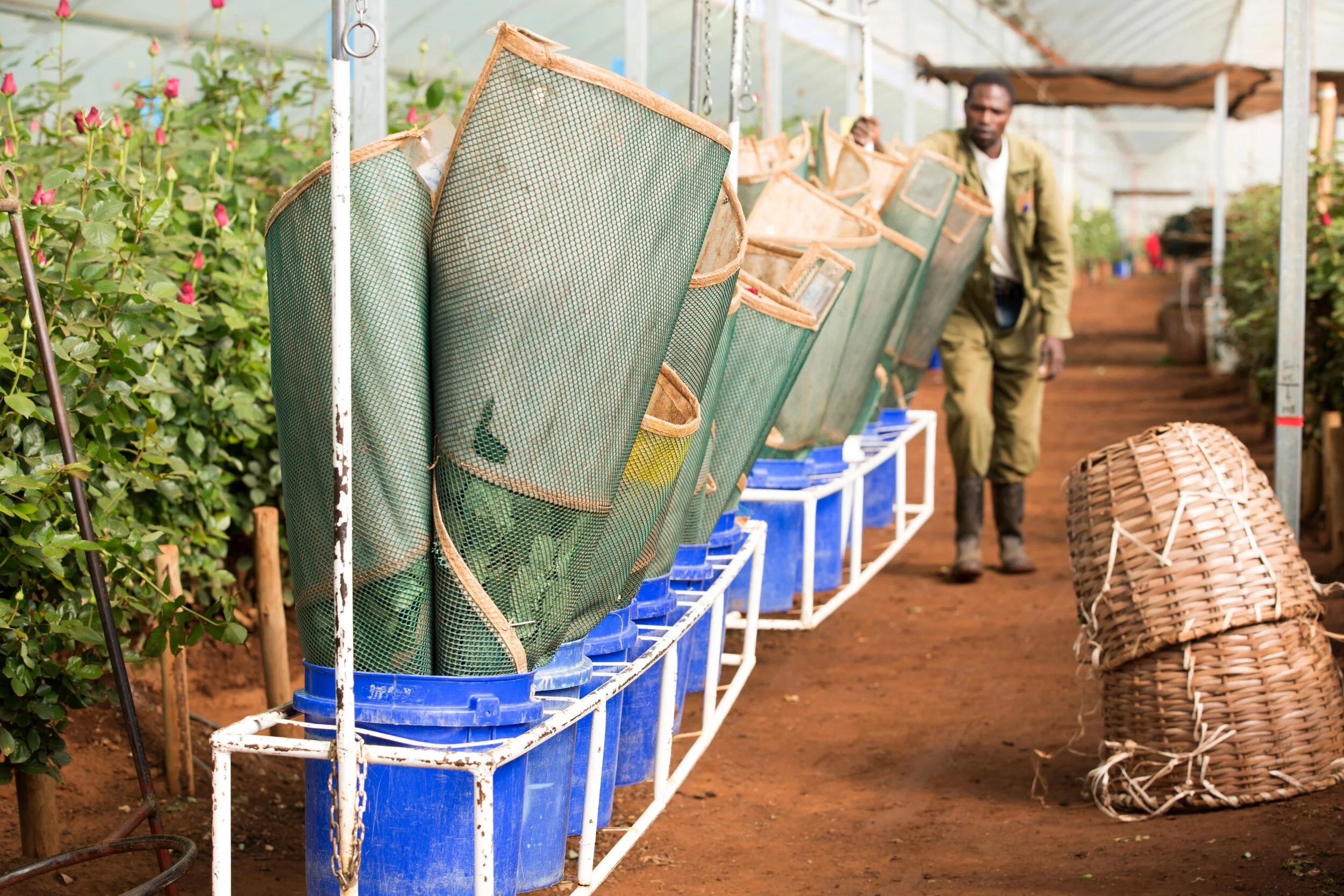 DB_Export promotion (17).jpg