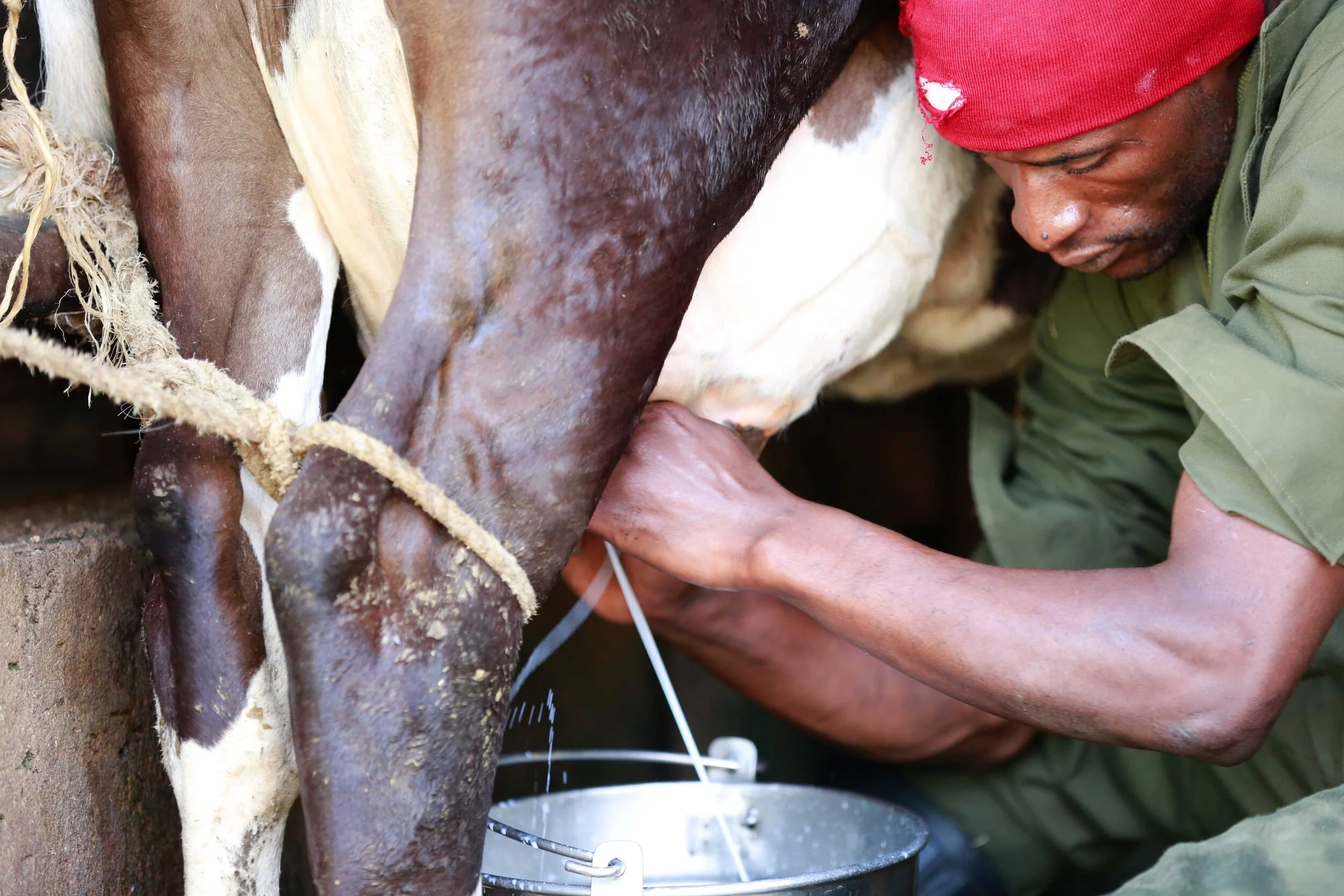 DB_Export promotion (9).jpg