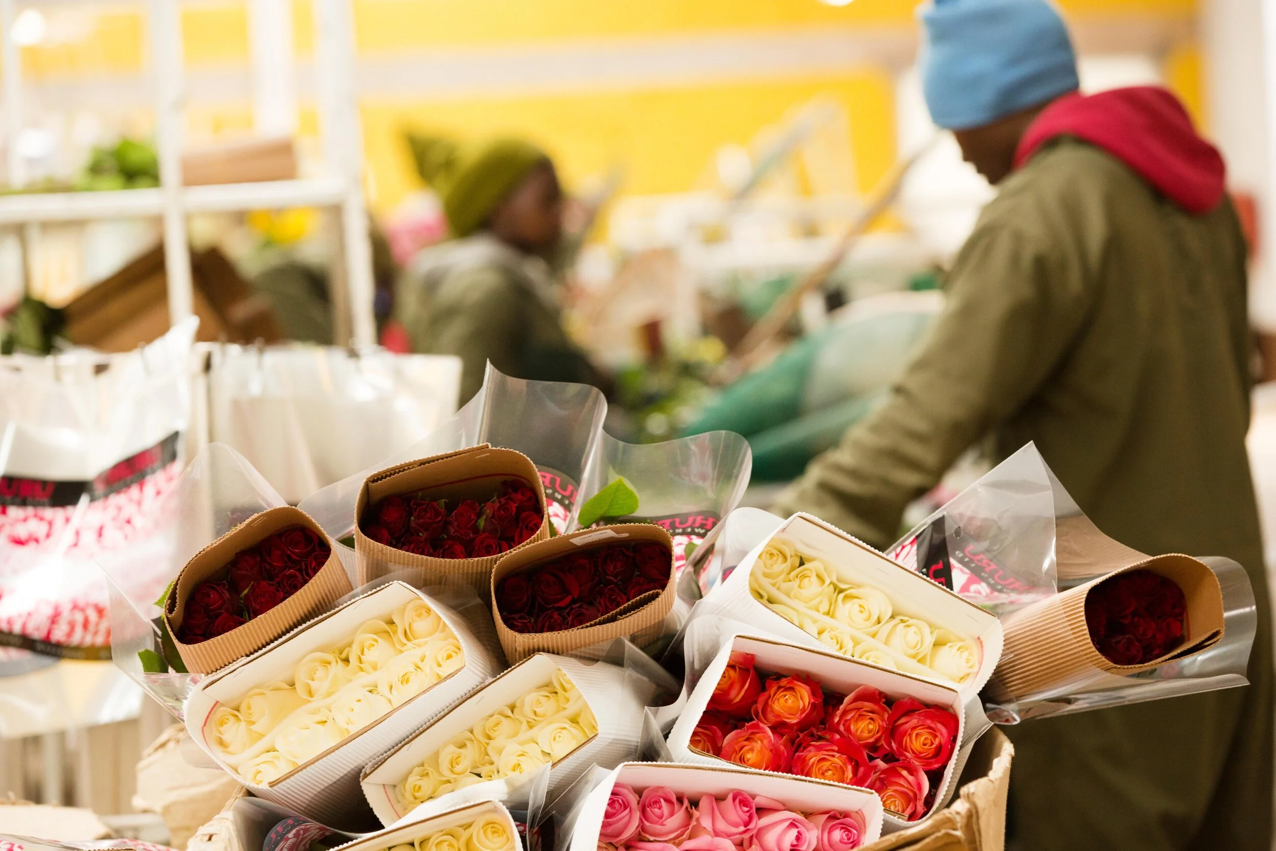 DB_Export promotion (22).jpg