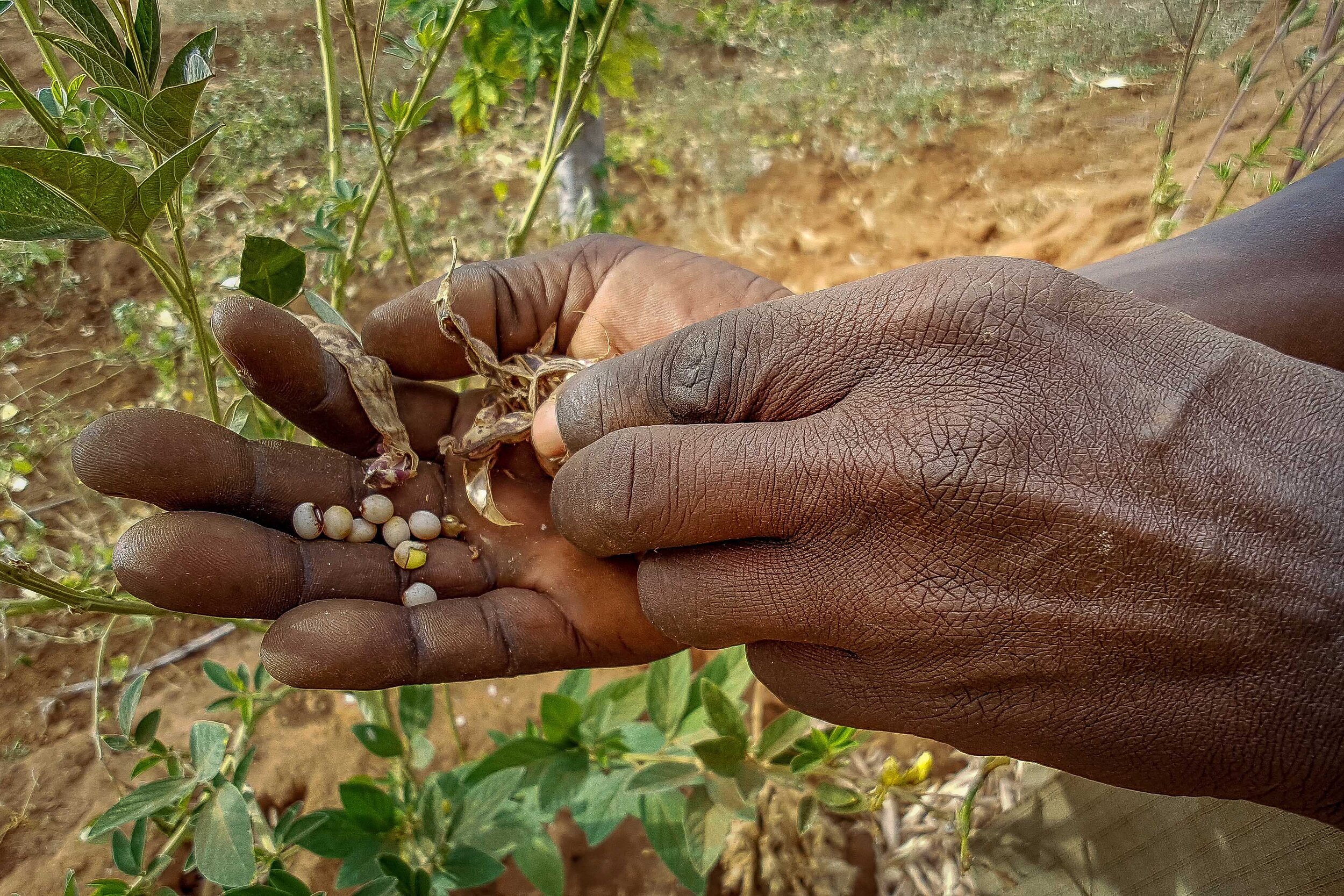 USAID Cash For Assets (8).jpg